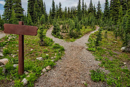 A brown signpost stands in the middle of a forest path.