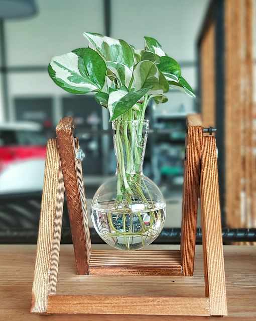 philodendron in propagation glass