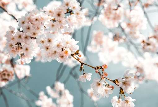 A cluster of white blossoms on a branch.