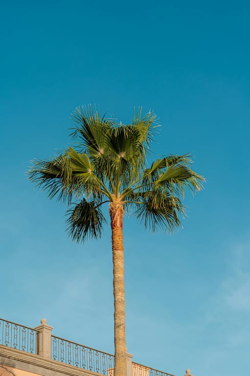 A tall palm tree stands against a blue sky.