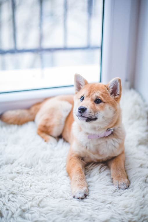 Cute tan coat dog Indoors sitting on a white rug and looking up at the camera.