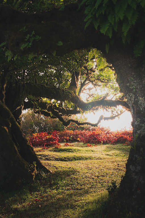 A tree's roots and branches create a natural archway.