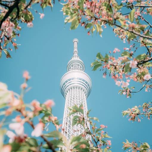 a lovely view