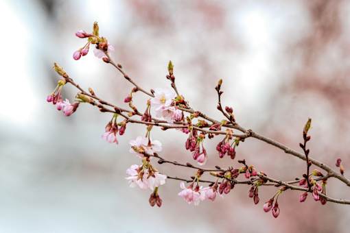 A branch of a tree with pink blossoms.