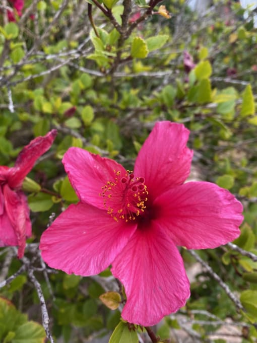 a close up of a pink flower