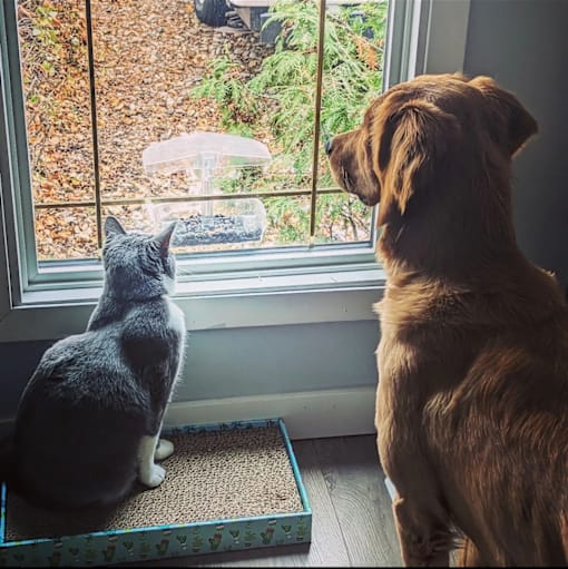A cat and a dog looking out a window at a bird.
