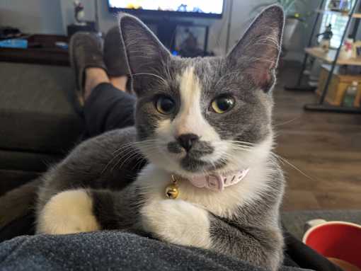 A grey and white cat with a pink collar is sitting on a person's lap.
