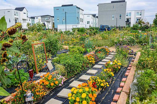 A garden with a variety of flowers and plants.