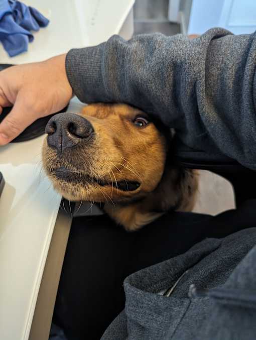 A dog is being petted by a person wearing a grey sweatshirt.