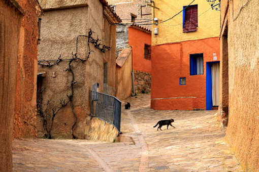 a cat in the middle of a street