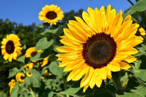 beautiful sunflower