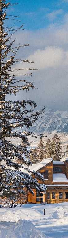 Tree and Snow Capped Mountain near Marina Heights Apartments in San Francisco