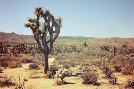 A large, twisted tree stands alone in a desert landscape.