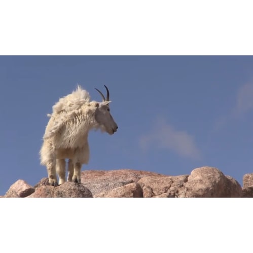 a goat standing on top of a rock