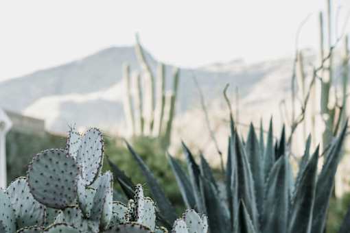A cactus with white flowers in the foreground with a mountain in the background.
