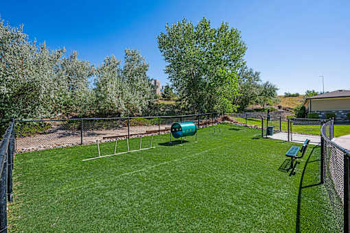 A green lawn with a fence and trees in the background.