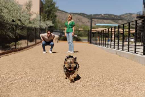 A small dog is running towards the camera with a man and a woman in the background.
