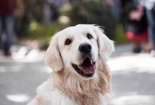 District on the etowah pet friendly apartment community coming soon to Canton, GA with no breed restrictions, no weight limit, and no pet rent at District on the Etowah Apartments, Canton, GA 30114