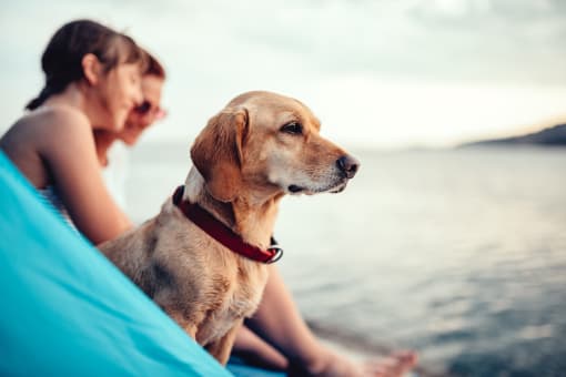 Dog In A Sea at The Crest at Acworth, Acworth, 30102