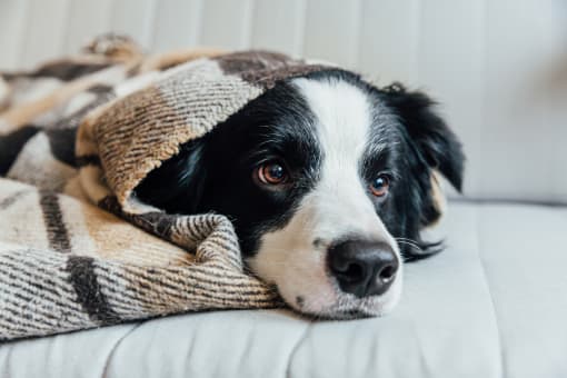 a black and white dog laying on a couch under a blanket at The Crest at South Point, Georgia, 30253
