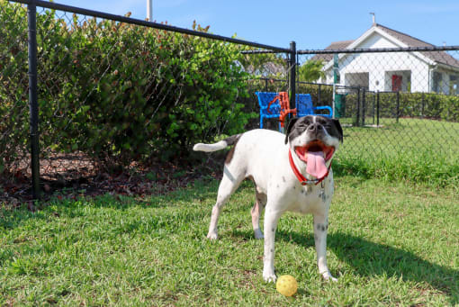 A dog with a red collar is standing in the grass with a yellow ball in front of it at The Crest at Laurel Canyon Apartments, Naples, FL