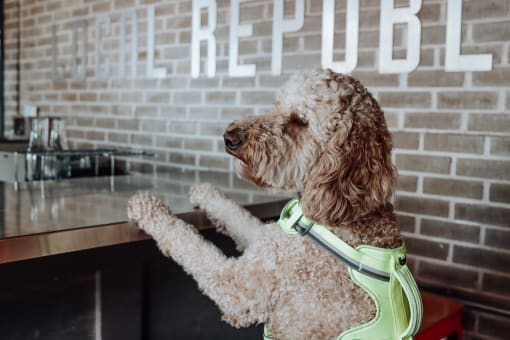 a brown dog wearing a green life vest standing in front of a counter at a restaurant