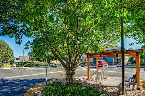 a tree at a bus stop next to a street