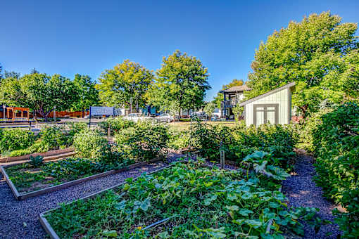 a community garden with a shed and trees