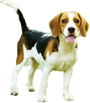 A beagle dog with a white, black and brown coat is standing on a white background.