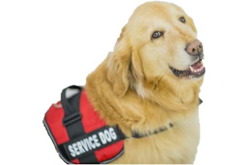 A golden retriever wearing a service dog vest.