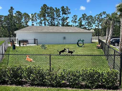 A dog is standing in a yard with a fence and a dog house.