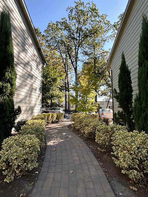 A sidewalk with a row of bushes on either side.
