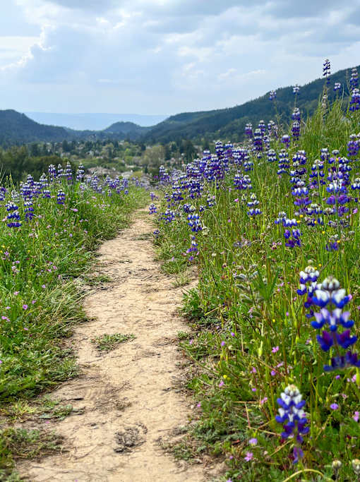 A path through a field of purple flowers.