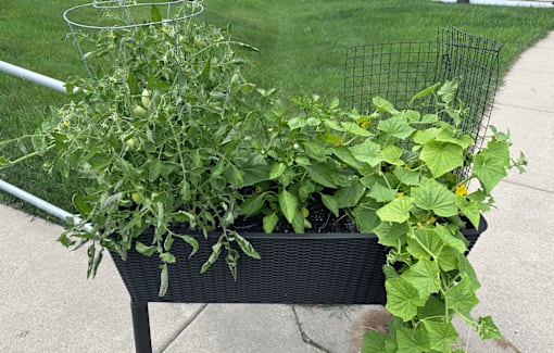 A black bench with plants growing on it.