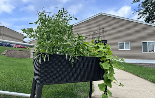 A black wicker planter with green plants sits on a sidewalk.