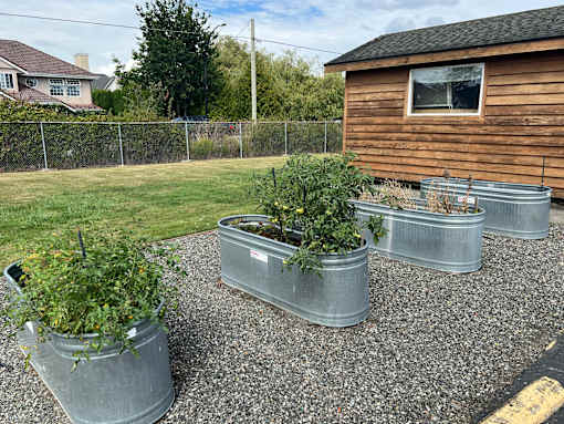 Four plants in metal pots are placed on a gravel area.