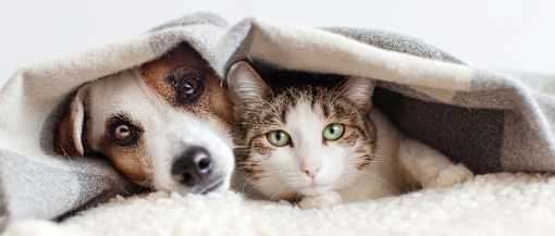 A cat and a dog are peeking out from under a blanket.
