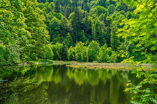 A serene lake surrounded by lush trees.