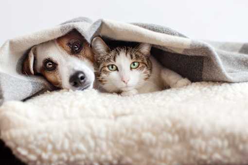 A cat and a dog are peeking out from under a blanket.