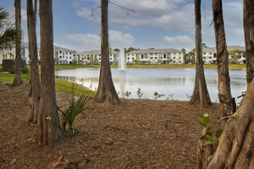 Preserve Cypress Hammock