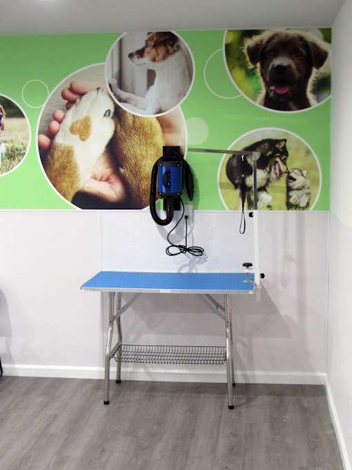 A blue table with a mouse on it and a green wall with pictures of dogs.