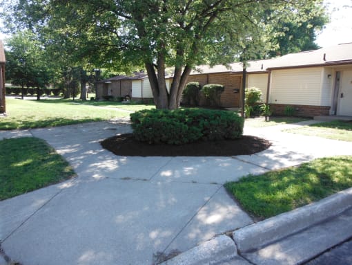 a driveway with a large tree in the middle of it