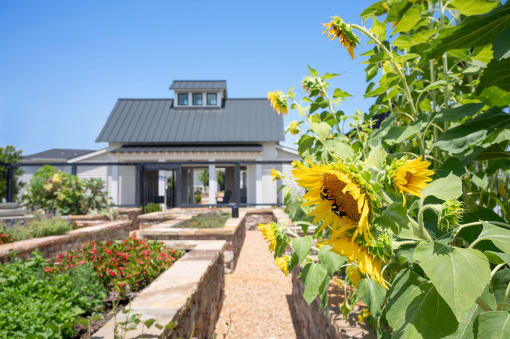 a sunflower in a garden in front of a house