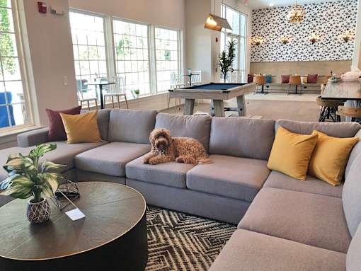 A dog is sitting on a grey couch with a potted plant on a table in front of it.