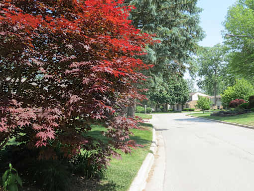 A tree with red leaves is in the foreground of a street.