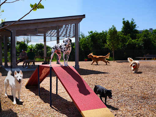 A Dalmatian dog is standing on a ramp in a dog park with other dogs around.