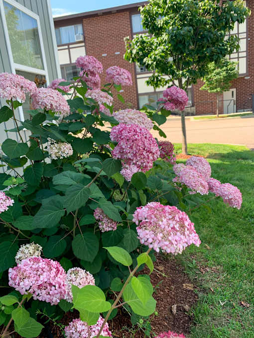 A bush of pink flowers next to the Hayes apartment building
