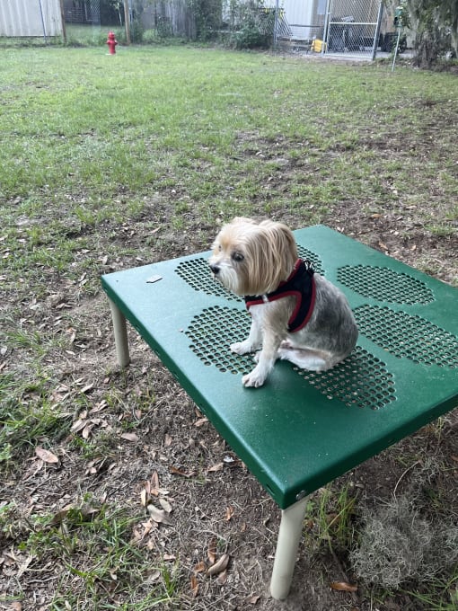 a small dog sitting on a green picnic table