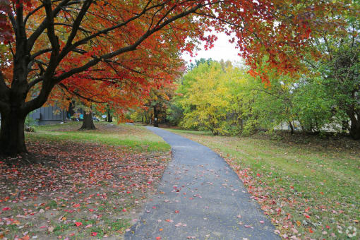 a path in a park with leaves on the ground and a tree with red and yellow leaves
