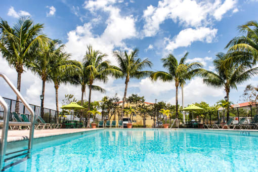 soaring palms overlooking our Hollywood, FL apartments pool